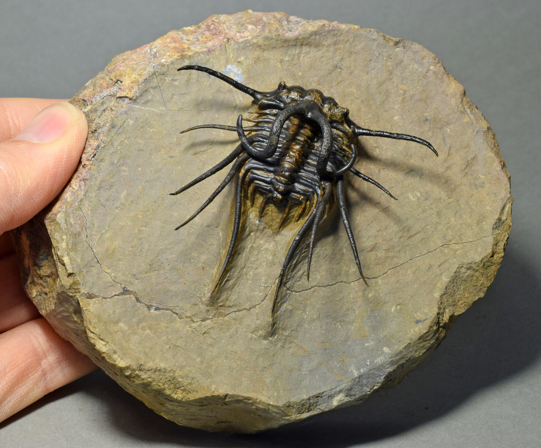 Perfect spiny trilobite Dicranurus monstrosus