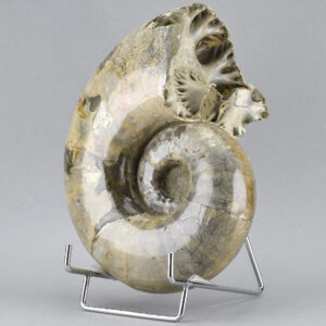 Argonauticeras besairiei ammonite with prepared septum