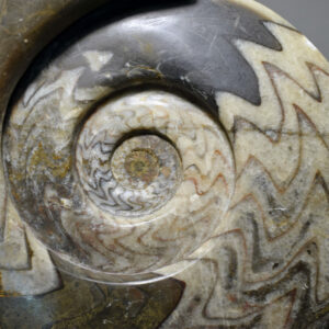 Palaeozoic ammonites