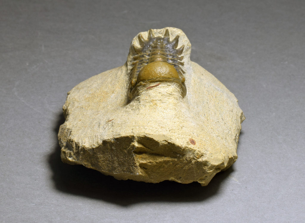 Outstanding juvenile trilobite Cheirurus (Crotalocephalina) gr. gibbus