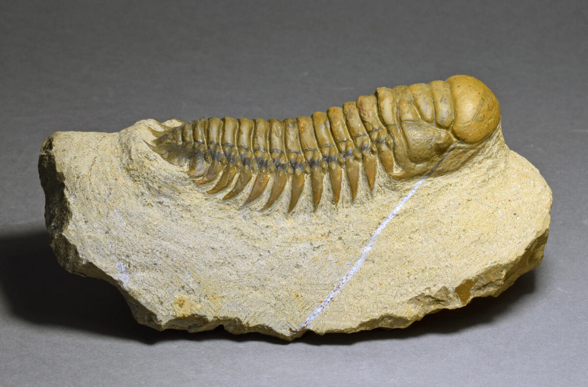 Classical trilobite Cheirurus (Crotalocephalina) gr. gibbus
