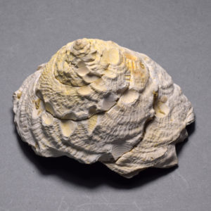 A collection of fossil and recent gastropods - Xenophora agglutinans and Xenophora pallidula