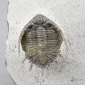 Rare trilobite with '3D' prepared spines - Basseiarges mellishae