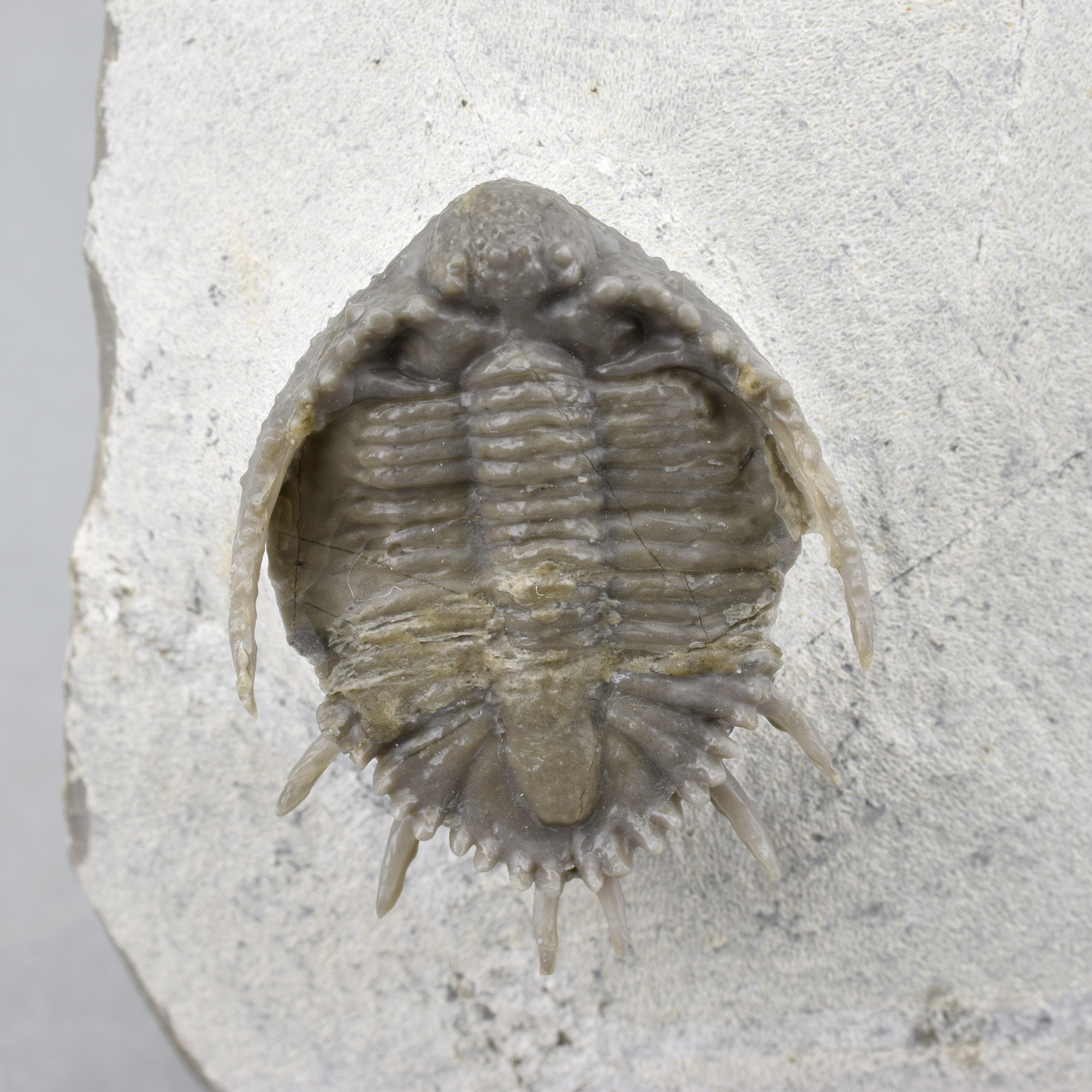 Rare trilobite with '3D' prepared spines - Basseiarges mellishae