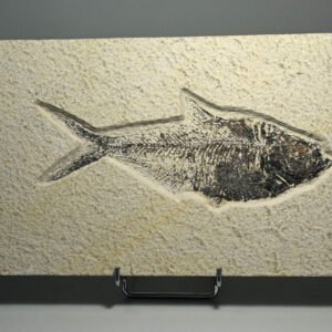 Green River fossil fishes