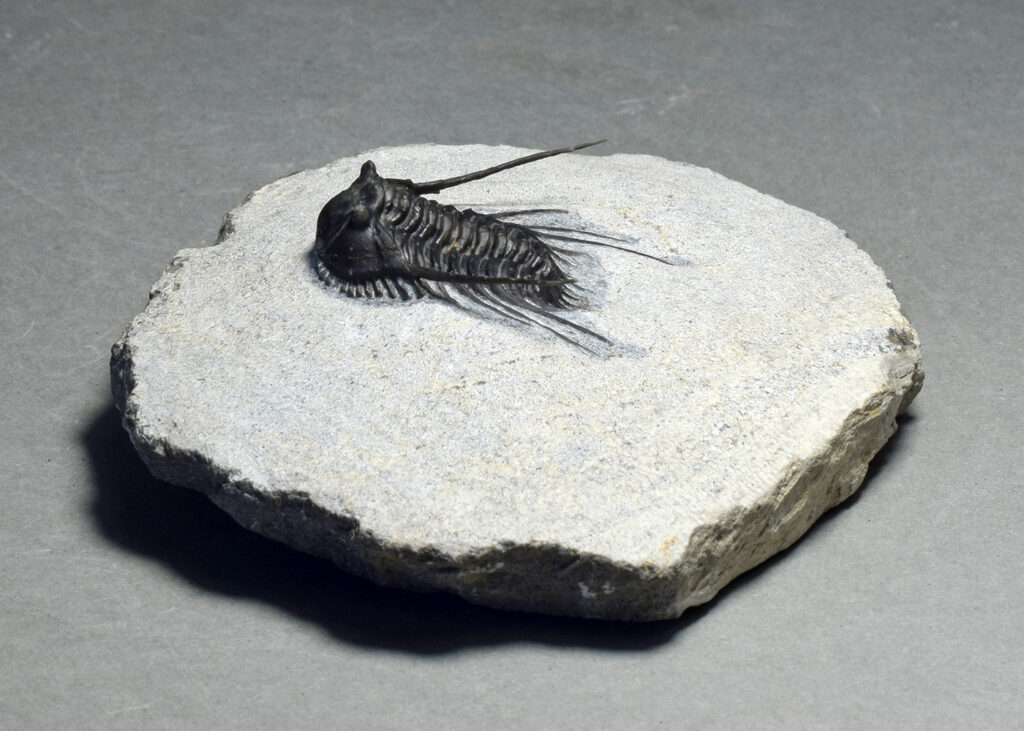 Fine trilobite Leonaspis