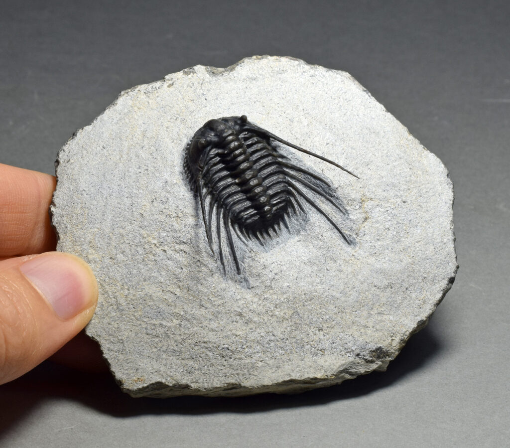 Fine trilobite Leonaspis