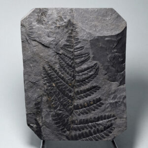 Ferns and Equisetales