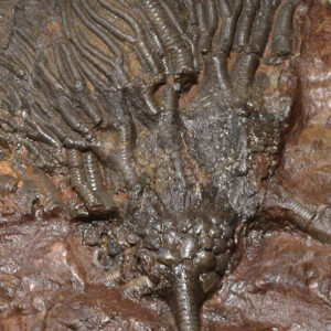Crinoids