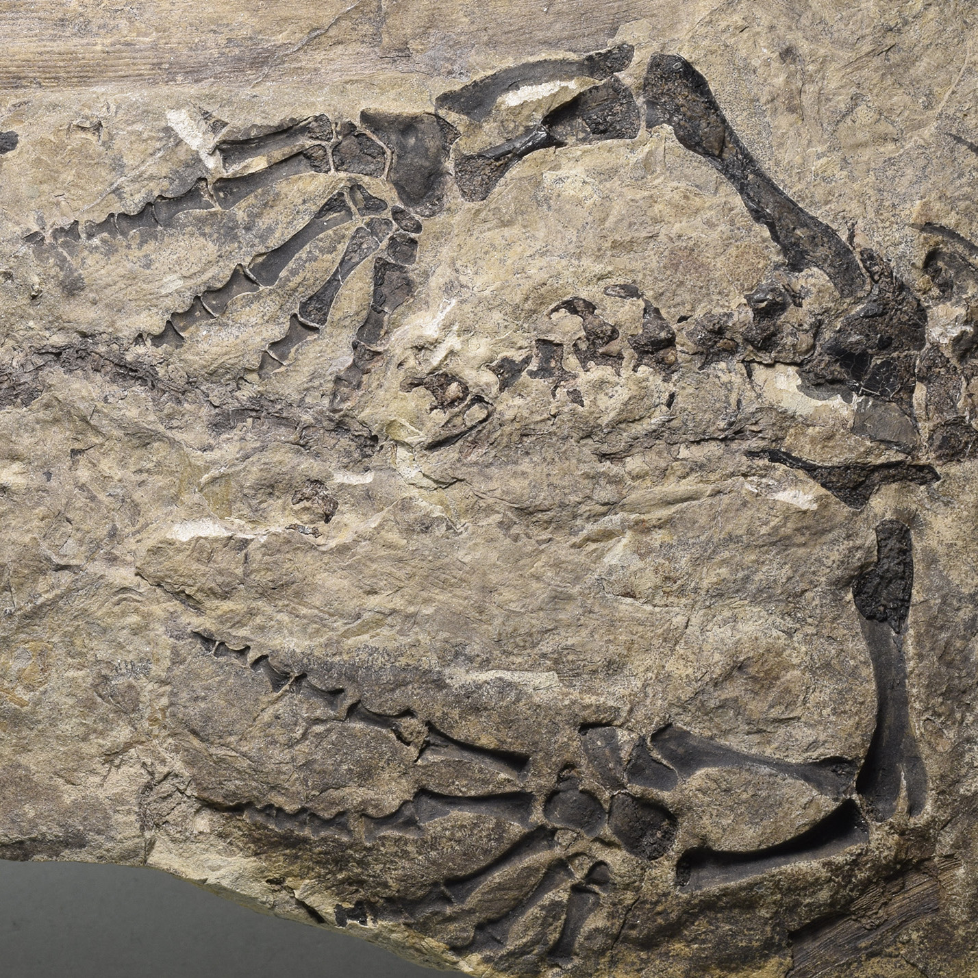 Wonderful fossil reptile Barasaurus besairiei and horsetail - Gondwana ...