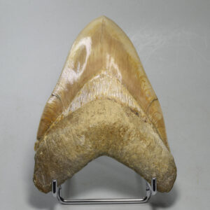 Megalodon teeth