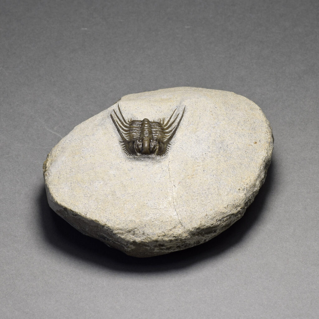 Beautiful trilobite Leonaspis sp.