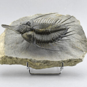 Superb 13.5 cm (!) Psychopyge cf. termierorum