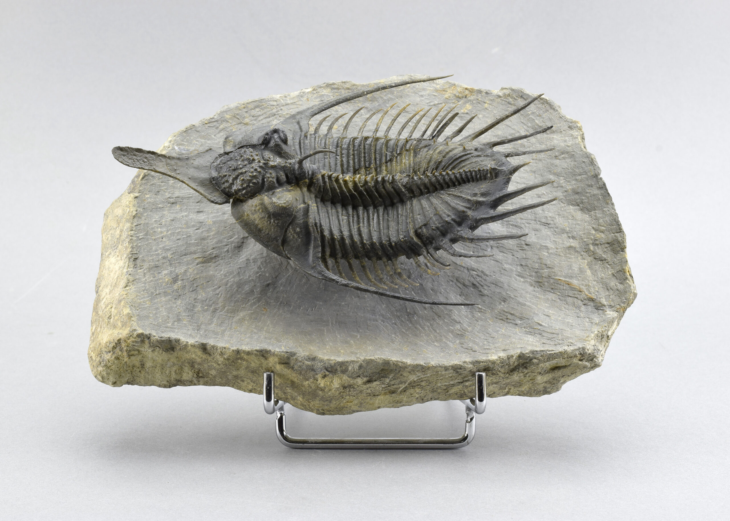 Superb 13.5 cm (!) Psychopyge cf. termierorum