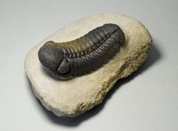 Barrandeops trilobite