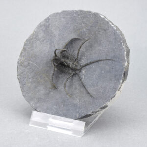 Undescribed? spiny trilobite Ceratarges aff. koumalii