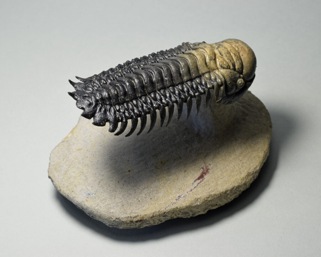 Beautiful « flying » trilobite Cheirurus (Crotalocephalina) gr. gibbus