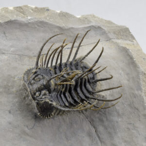 Outstanding trilobite Koneprusia