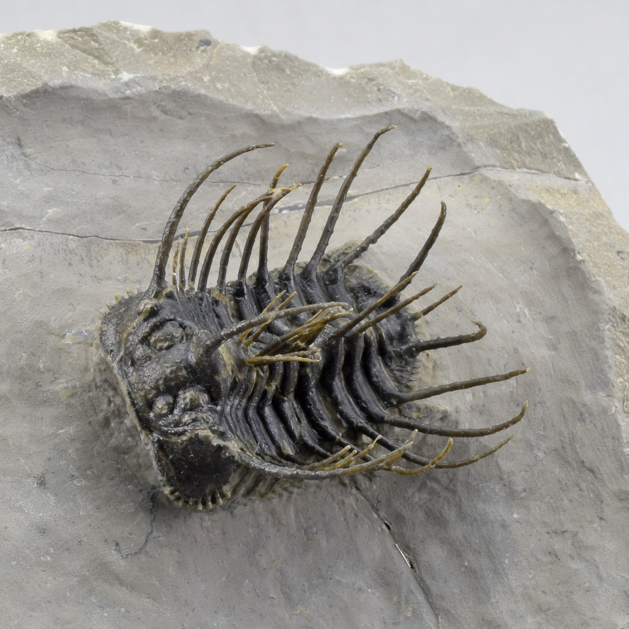 Outstanding trilobite Koneprusia