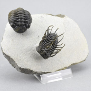 Outstanding Koneprusia and Phacops combo