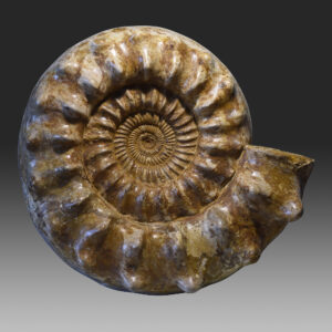 Large ammonites