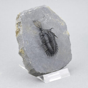 Beautiful trilobite Walliserops lindoei