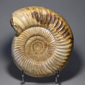 Kranaosphinctes ammonite