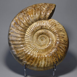Kranaosphinctes ammonite