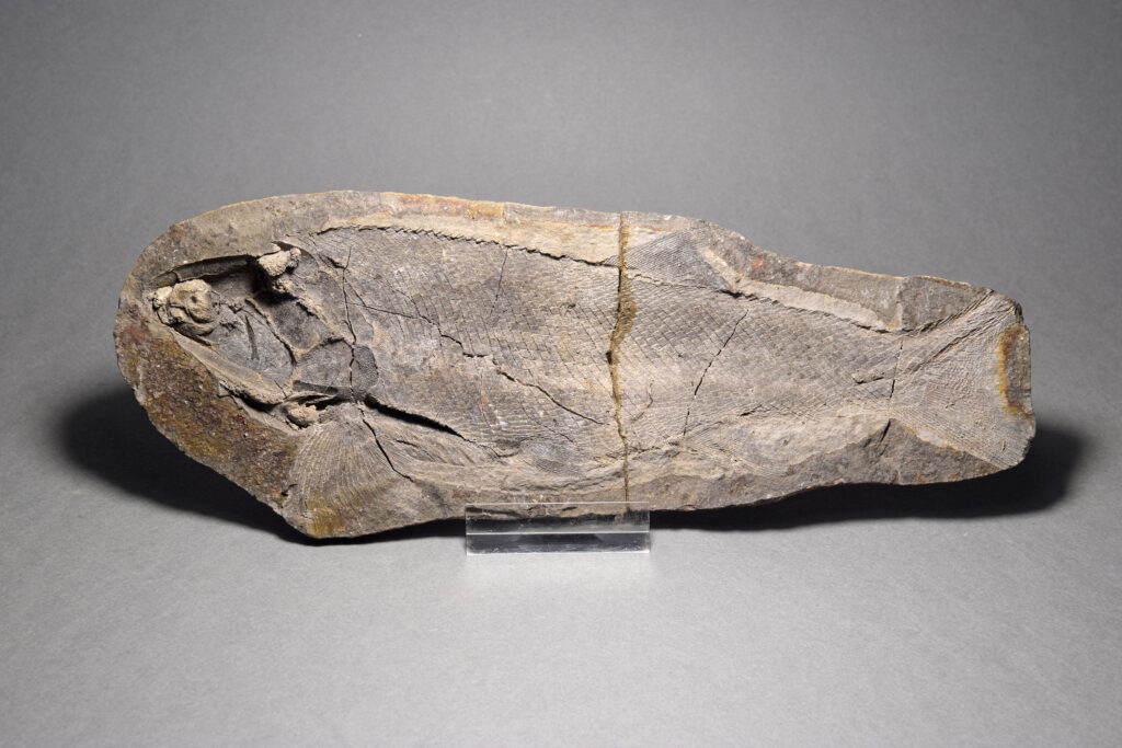 Pyrocellensis Fish Excellent fish fossil Pteronisculus sp.