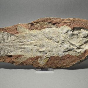 Piveteauia madagascariensis