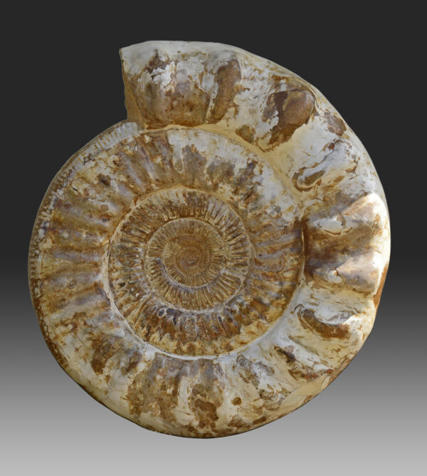 Prososphinctes ammonite