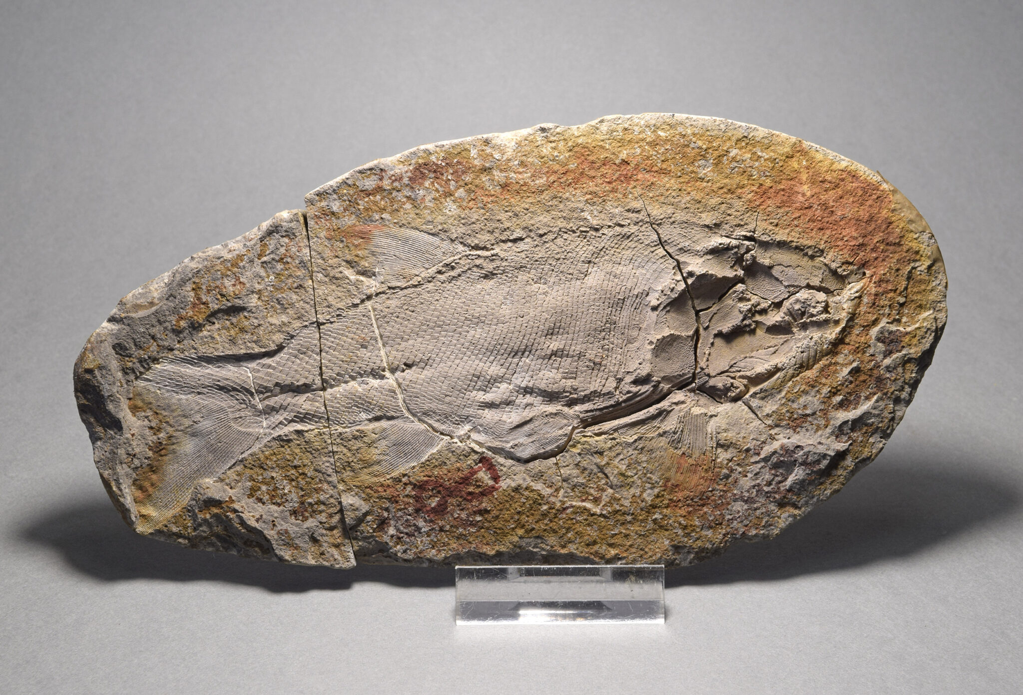 Pyrocellensis Fish Perfect fish fossil Pteronisculus cicatrosus