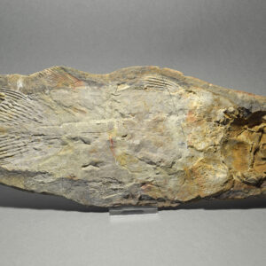 Madagascar fossil fishes