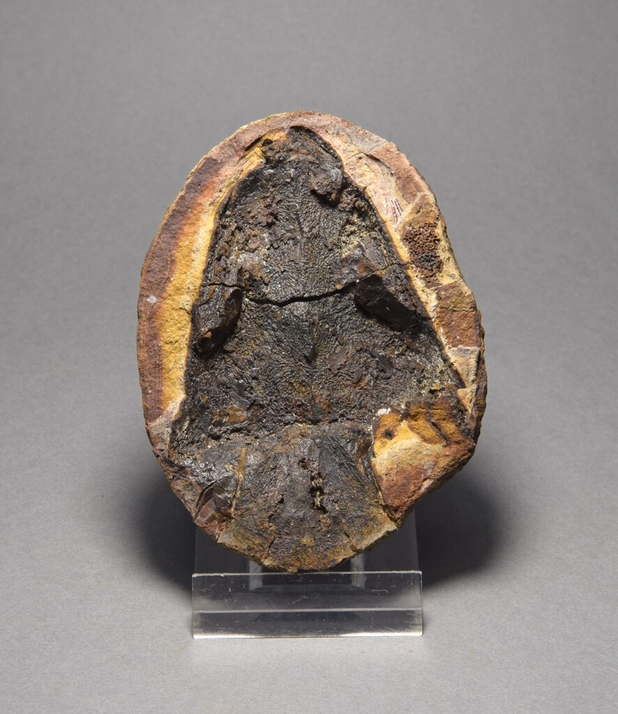 Finely detailed skull of an amphibian – Deltacephalus whitei