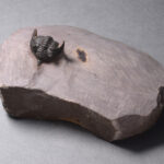 Minicryphaeus minimus trilobite