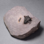 Minicryphaeus minimus trilobite