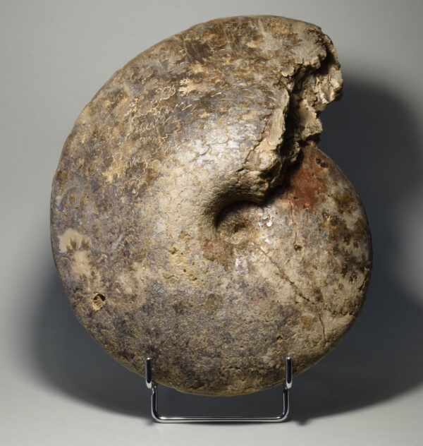 25 cm ammonite Choffaticeras segne