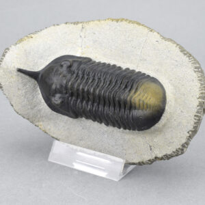 Near-perfect trilobite Morocconites malladoides