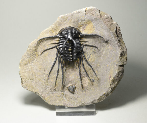 Beautiful spiny trilobite - Dicranurus monstrosus