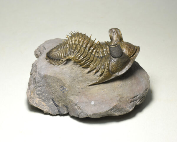 Superb spiny trilobite Erbenochile erbeni