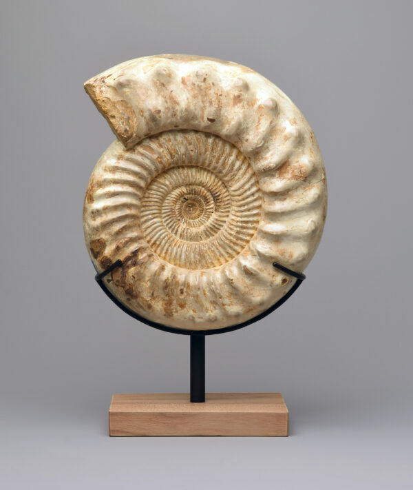 30 cm Ammonite Kranaosphinctes sp.