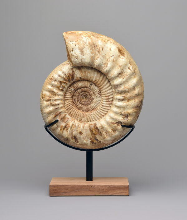 29 cm Ammonite Kranaosphinctes sp.