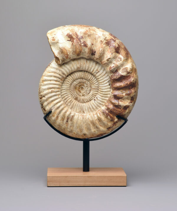 28 cm Ammonite Kranaosphinctes sp.