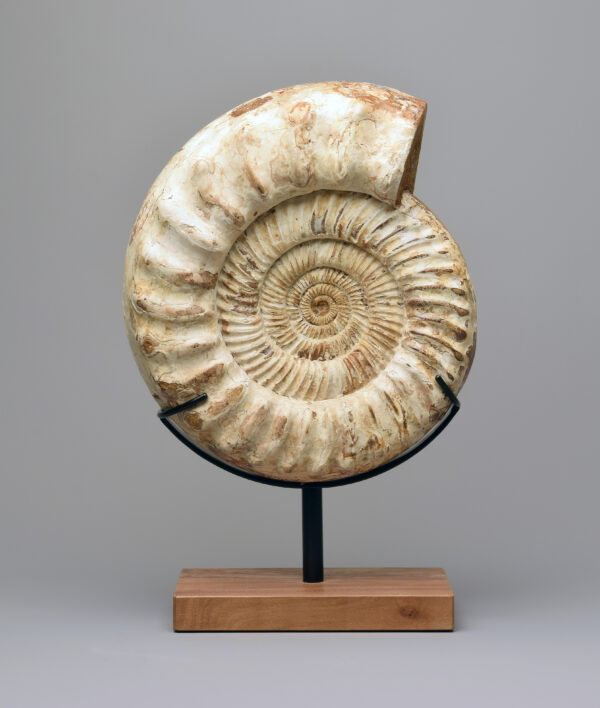 30 cm Ammonite Kranaosphinctes sp.