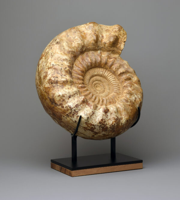 39 cm Museum-display Ammonite Kranaosphinctes sp.