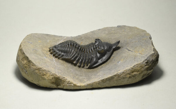 Rare trilobite Minicryphaeus giganteus