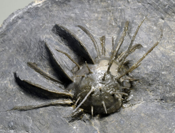 Rare spiny Productid brachiopod from Morocco