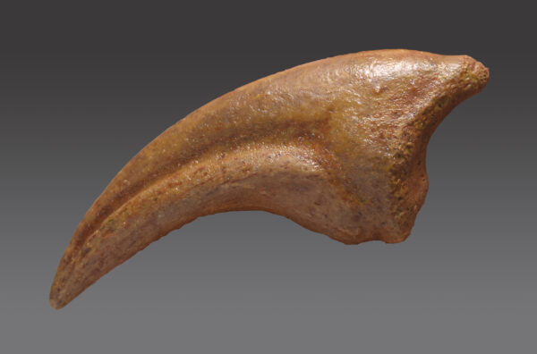 Exquisite 3.6 cm Pterosaur claw - Sirrocopteryx moroccensis