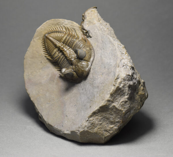 Outstanding Erbenochile erbeni trilobite combo