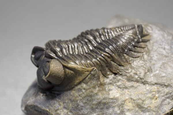 Rare trilobite Coltraneia oufatenensis